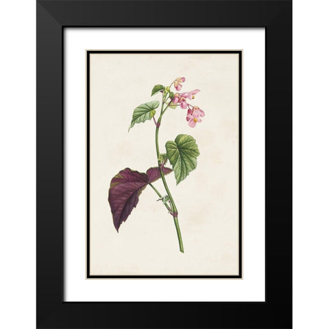 Pretty Pink Botanicals VI Black Modern Wood Framed Art Print with Double Matting by Unknown