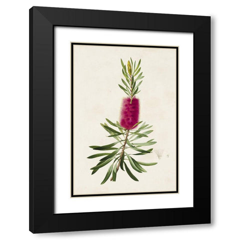 Pretty Pink Botanicals VII Black Modern Wood Framed Art Print with Double Matting by Unknown