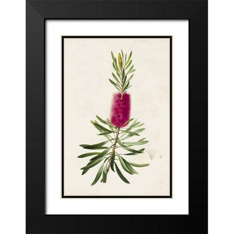 Pretty Pink Botanicals VII Black Modern Wood Framed Art Print with Double Matting by Unknown