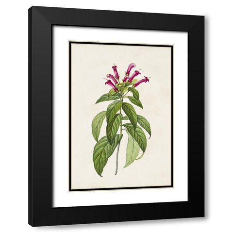 Pretty Pink Botanicals VIII Black Modern Wood Framed Art Print with Double Matting by Unknown