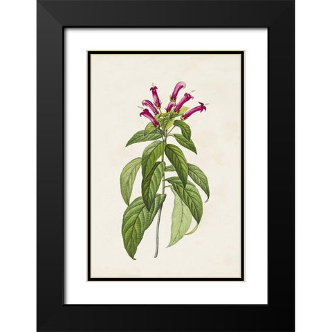 Pretty Pink Botanicals VIII Black Modern Wood Framed Art Print with Double Matting by Unknown