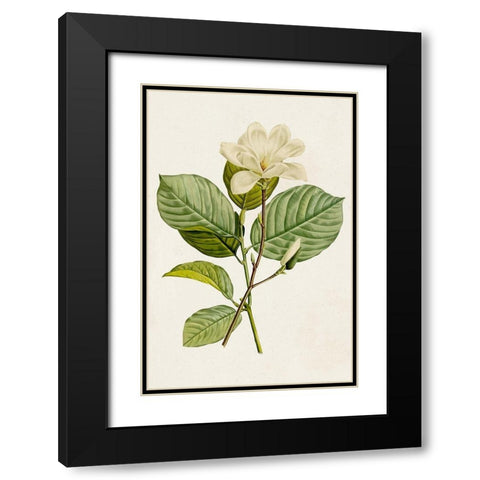 Magnolia Flowers I Black Modern Wood Framed Art Print with Double Matting by Unknown