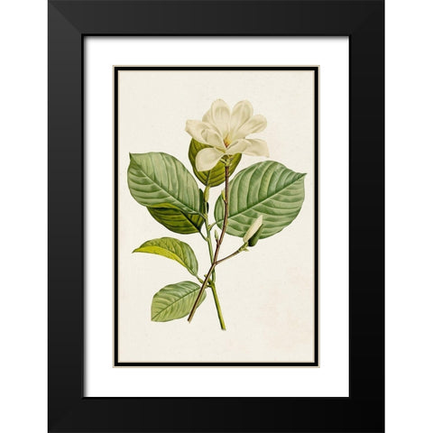 Magnolia Flowers I Black Modern Wood Framed Art Print with Double Matting by Unknown