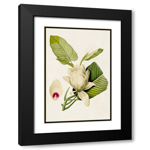 Magnolia Flowers II Black Modern Wood Framed Art Print with Double Matting by Unknown