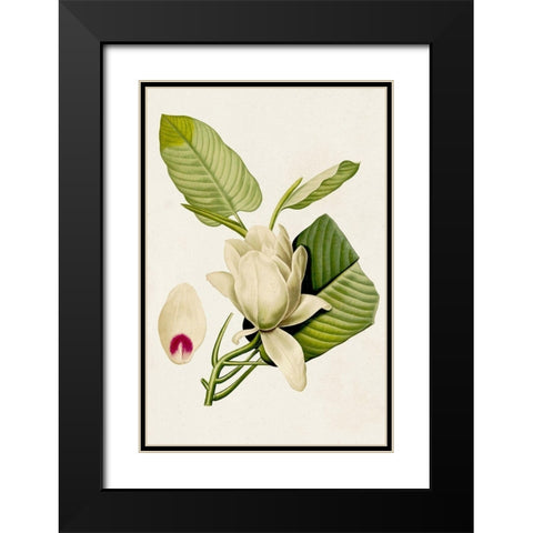 Magnolia Flowers II Black Modern Wood Framed Art Print with Double Matting by Unknown