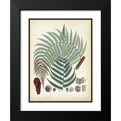 Collected Ferns I Black Modern Wood Framed Art Print with Double Matting by Unknown