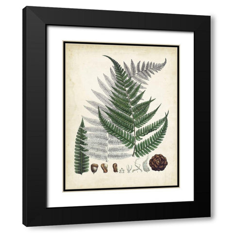 Collected Ferns II Black Modern Wood Framed Art Print with Double Matting by Unknown