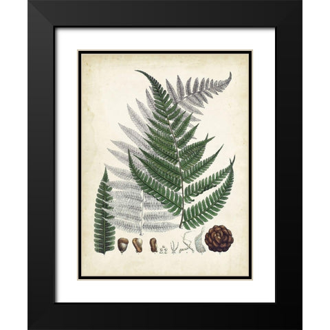 Collected Ferns II Black Modern Wood Framed Art Print with Double Matting by Unknown