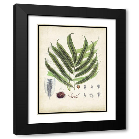Collected Ferns III Black Modern Wood Framed Art Print with Double Matting by Unknown