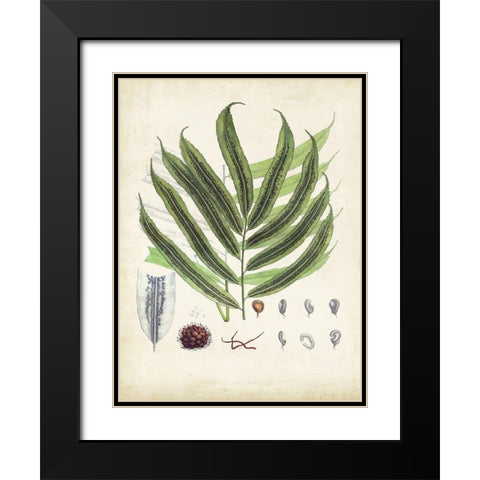 Collected Ferns III Black Modern Wood Framed Art Print with Double Matting by Unknown