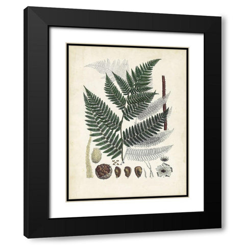 Collected Ferns IV Black Modern Wood Framed Art Print with Double Matting by Unknown