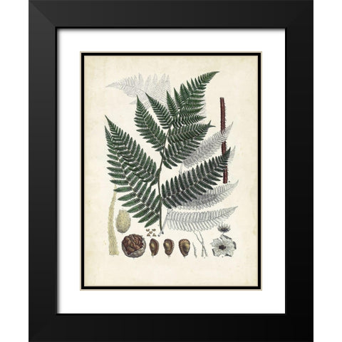 Collected Ferns IV Black Modern Wood Framed Art Print with Double Matting by Unknown