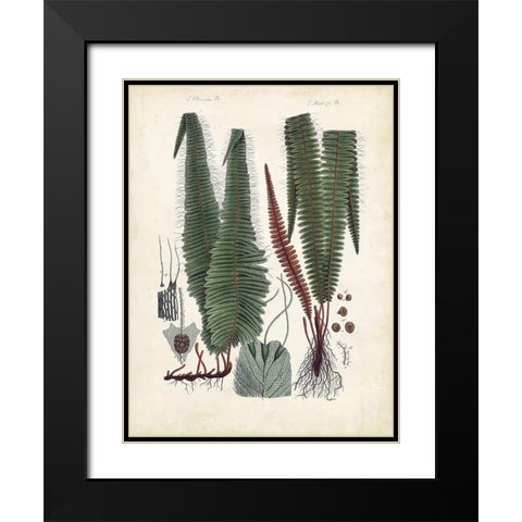 Collected Ferns V Black Modern Wood Framed Art Print with Double Matting by Unknown