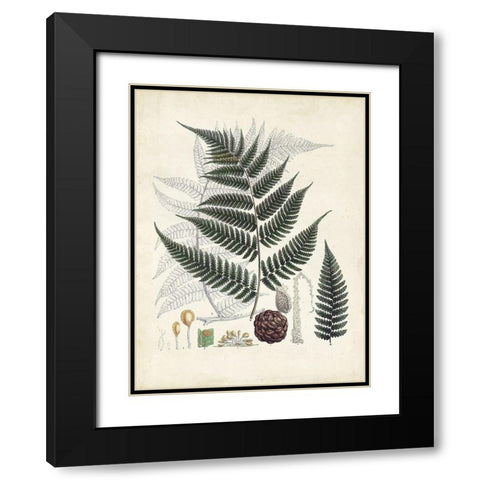 Collected Ferns VI Black Modern Wood Framed Art Print with Double Matting by Unknown