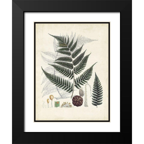 Collected Ferns VI Black Modern Wood Framed Art Print with Double Matting by Unknown