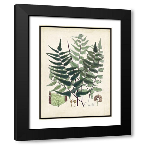 Collected Ferns VII Black Modern Wood Framed Art Print with Double Matting by Unknown