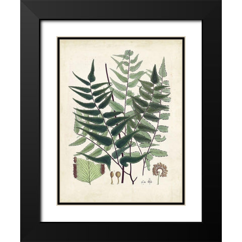 Collected Ferns VII Black Modern Wood Framed Art Print with Double Matting by Unknown