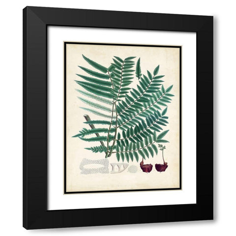 Collected Ferns VIII Black Modern Wood Framed Art Print with Double Matting by Unknown