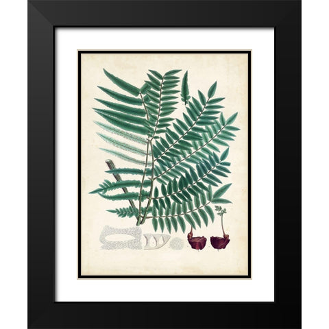 Collected Ferns VIII Black Modern Wood Framed Art Print with Double Matting by Unknown