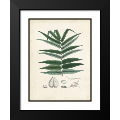 Collected Ferns IX Black Modern Wood Framed Art Print with Double Matting by Unknown