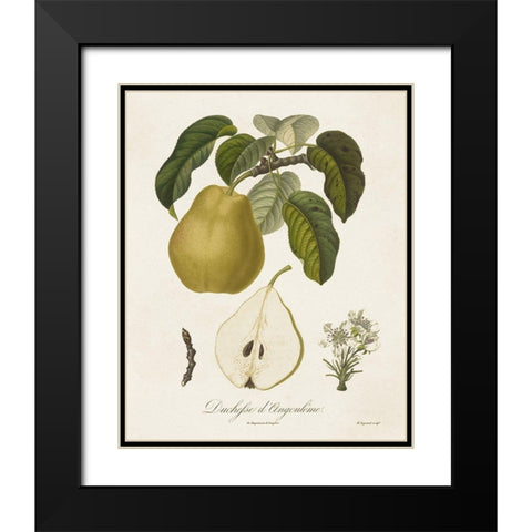 Vintage Pears I Black Modern Wood Framed Art Print with Double Matting by de Langlois