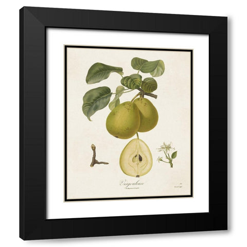 Vintage Pears III Black Modern Wood Framed Art Print with Double Matting by de Langlois