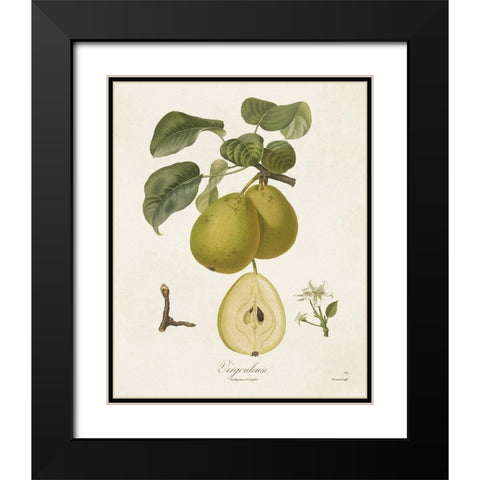 Vintage Pears III Black Modern Wood Framed Art Print with Double Matting by de Langlois