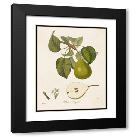 Vintage Pears VI Black Modern Wood Framed Art Print with Double Matting by de Langlois