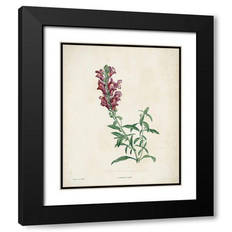 Traditional Botanical I Black Modern Wood Framed Art Print with Double Matting by de Langlois