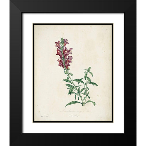 Traditional Botanical I Black Modern Wood Framed Art Print with Double Matting by de Langlois