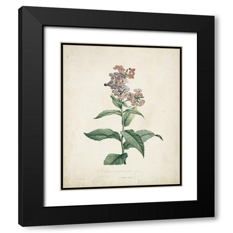 Traditional Botanical II Black Modern Wood Framed Art Print with Double Matting by de Langlois