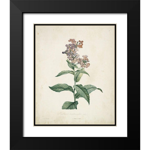 Traditional Botanical II Black Modern Wood Framed Art Print with Double Matting by de Langlois