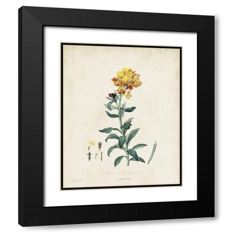 Traditional Botanical III Black Modern Wood Framed Art Print with Double Matting by de Langlois