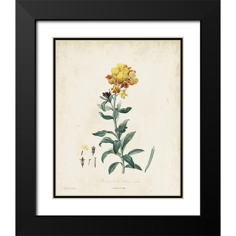 Traditional Botanical III Black Modern Wood Framed Art Print with Double Matting by de Langlois