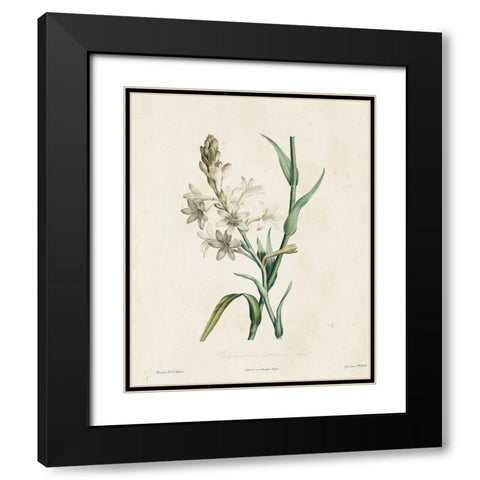 Traditional Botanical IV Black Modern Wood Framed Art Print with Double Matting by de Langlois