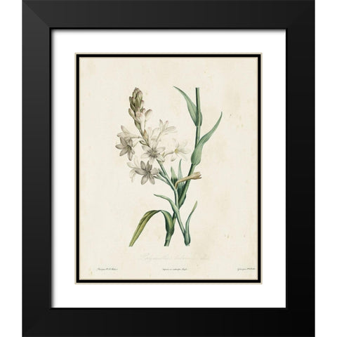 Traditional Botanical IV Black Modern Wood Framed Art Print with Double Matting by de Langlois