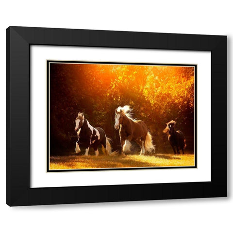 Horse Motion V Black Modern Wood Framed Art Print with Double Matting by PHBurchett