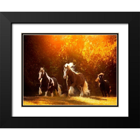 Horse Motion V Black Modern Wood Framed Art Print with Double Matting by PHBurchett