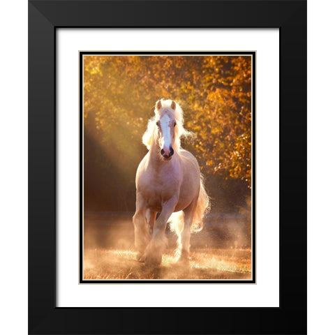 Horse Motion VIII Black Modern Wood Framed Art Print with Double Matting by PHBurchett