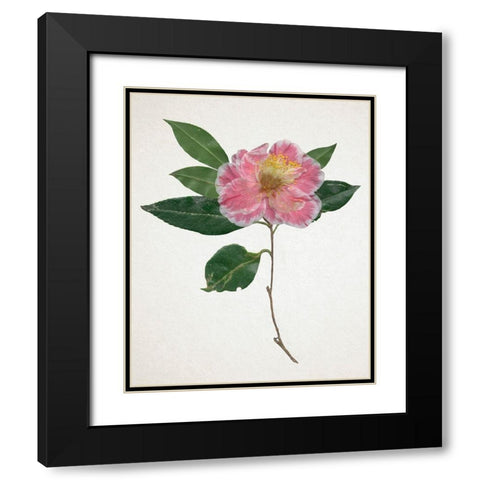 Pressed Camellia I Black Modern Wood Framed Art Print with Double Matting by Warren, Annie