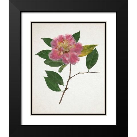 Pressed Camellia II Black Modern Wood Framed Art Print with Double Matting by Warren, Annie