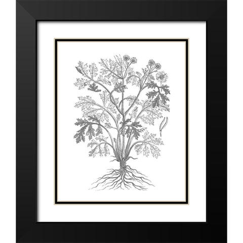 BAndW Plant Specimen II Black Modern Wood Framed Art Print with Double Matting by Unknown