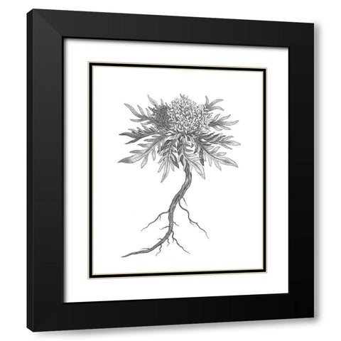 BAndW Plant Specimen III Black Modern Wood Framed Art Print with Double Matting by Unknown