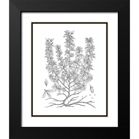 BAndW Plant Specimen V Black Modern Wood Framed Art Print with Double Matting by Unknown