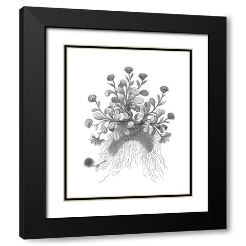 BAndW Plant Specimen VII Black Modern Wood Framed Art Print with Double Matting by Unknown