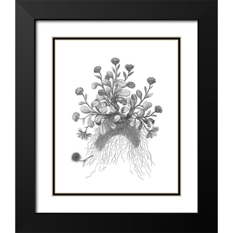 BAndW Plant Specimen VII Black Modern Wood Framed Art Print with Double Matting by Unknown