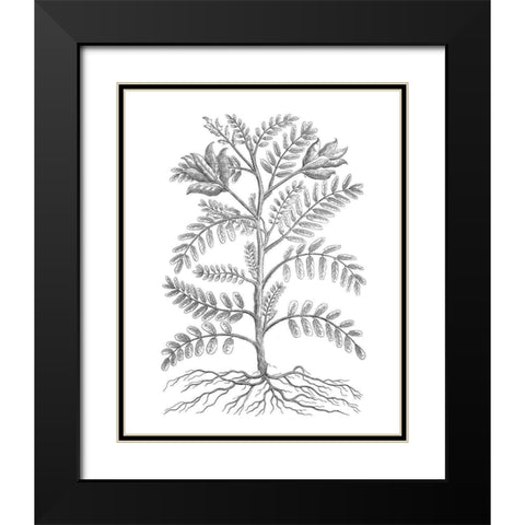 BAndW Plant Specimen IX Black Modern Wood Framed Art Print with Double Matting by Unknown
