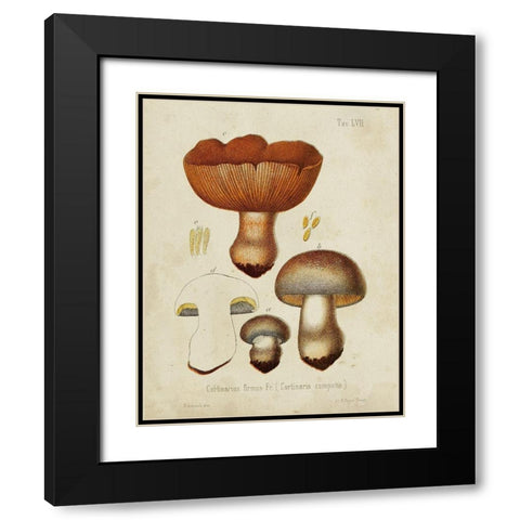 Mushroom Varieties I Black Modern Wood Framed Art Print with Double Matting by Unknown