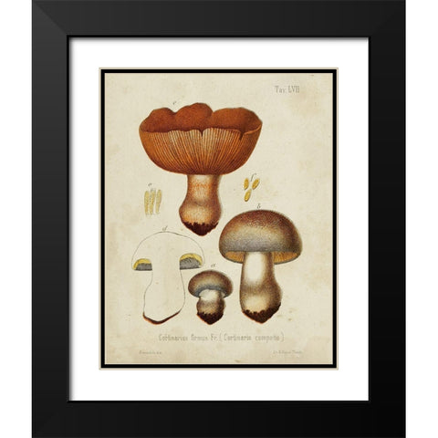 Mushroom Varieties I Black Modern Wood Framed Art Print with Double Matting by Unknown