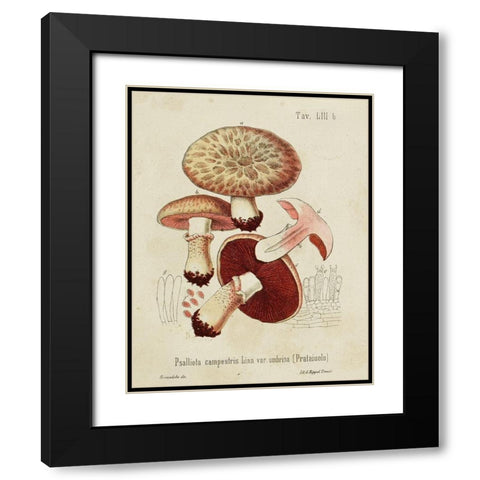 Mushroom Varieties II Black Modern Wood Framed Art Print with Double Matting by Unknown